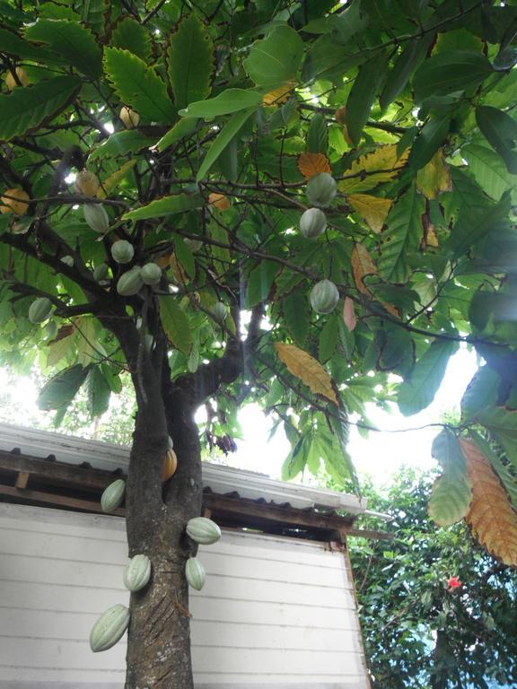 Classique International In Dominica Marigot Quarto foto