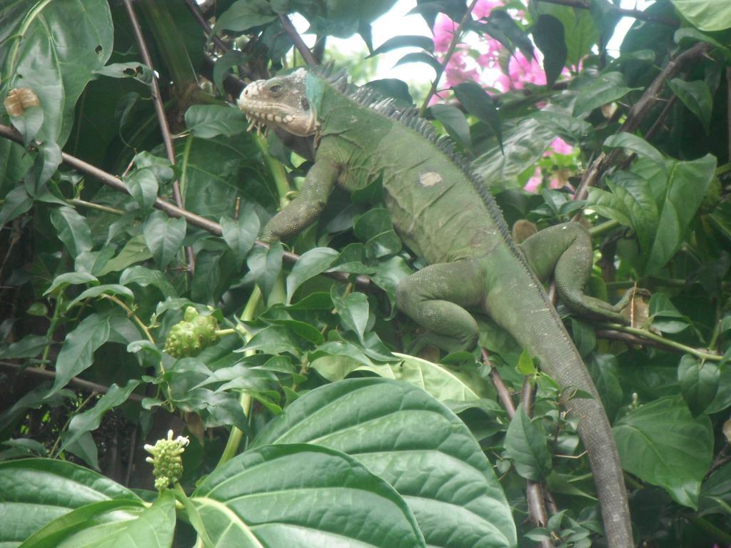 Classique International In Dominica Marigot Quarto foto