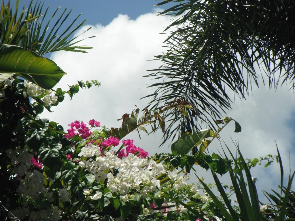 Classique International In Dominica Marigot Quarto foto